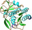 Proteinase K