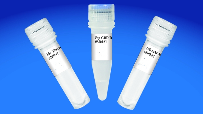 Psp GBD DNA polymerase