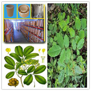 Pterocarpus Marsupium Extract Pterocarpus Marsupium Extract