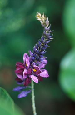 Pueraria Tuberosa Extract Pueraria Tuberosa Extract