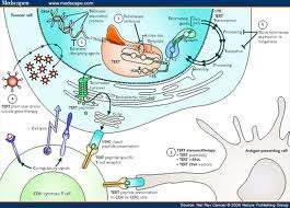 Pure telomerase enzyme Pure telomerase enzyme