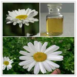 Pyrethrum Extract Pyrethrum Extract
