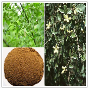 Quillaja Saponaria Extract Powder