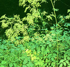 Radix Angelica Pubescens Extract