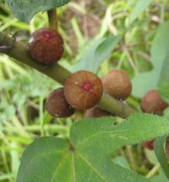 Radix Fici Hirtae Extract