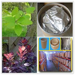 Rhus Cotinus Leaf Extract