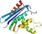 Rnase Rnase