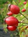 Rosehip Oil Rosehip Oil