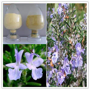 Rosemary Extract Rosemary Extract