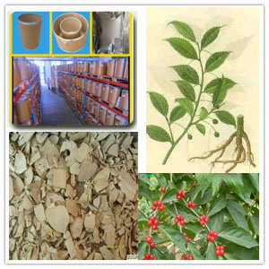 Roughhaired Holly Root Extract Roughhaired Holly Root Extract