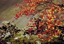 Rowan Tree Extract Rowan Tree Extract