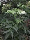 Sambucus nigra bark extract Sambucus nigra bark extract