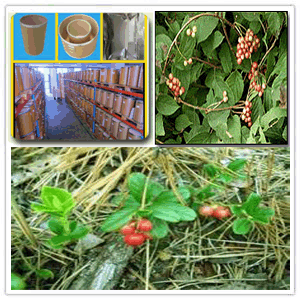 Schizandra Extract Schizandra Extract