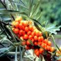Sea Buckthorn Seed CO2 Extract Sea Buckthorn Seed CO2 Extract