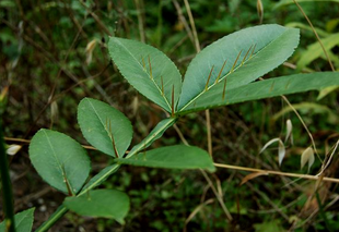 Shinyleaf Pricklyash Root Extract