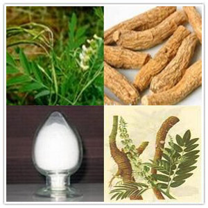 Shrubby Sophora Extract Shrubby Sophora Extract