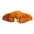 Silk moth extract Silk moth extract