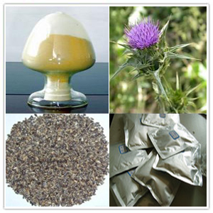 Silybum marianum extract