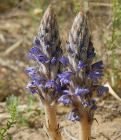 Skyblue Broomrape Herb Extract