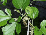 Sodium copper chlorophyll Sodium copper chlorophyll
