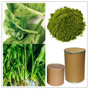 Spinach Extract Spinach Extract