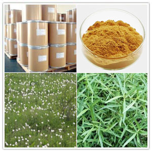 Spreading Hedyotis Extract Spreading Hedyotis Extract