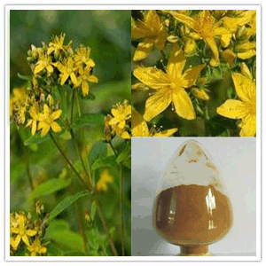 St Johns Wort Extract