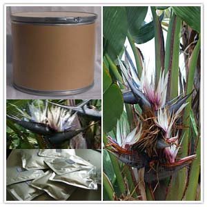 Strelitzia Nicolai Extract Strelitzia Nicolai Extract