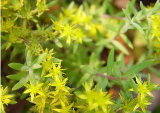 Stringy Stonecrop Herb Extract Stringy Stonecrop Herb Extract