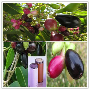 Syzygium Cumini Extract Syzygium Cumini Extract