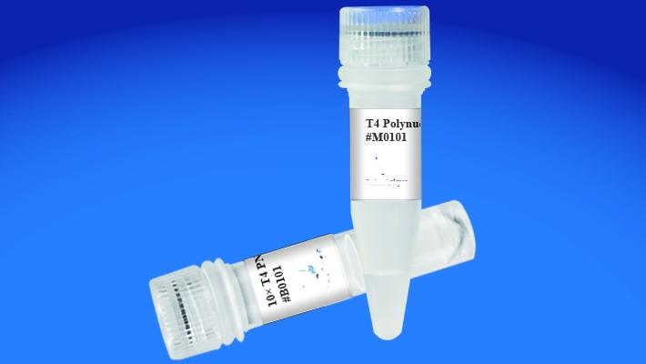 T7 DNA Polymerase