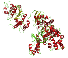 Taq Polymerase Taq Polymerase