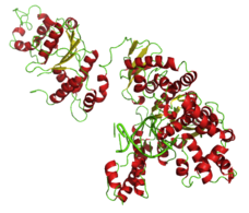 Taq Polymerase