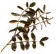 Terminalis Arjuna Extract Terminalis Arjuna Extract