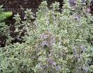 Thyme Oil Thyme Oil