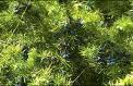 Tolu Extract Tolu Extract