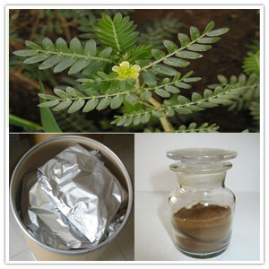 Tribulus terrestris extract