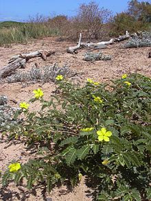 Tribulus Tribulus