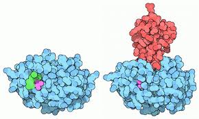 Trypsin Trypsin