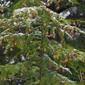 Tsuga canadensis extract Tsuga canadensis extract