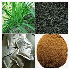 Tuber Onion Seed extract Tuber Onion Seed extract