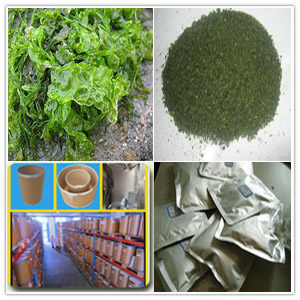 Ulva lactuca Ulva lactuca