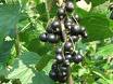 Uvae Ursi fluid extract leaves ( guyuba) Uvae Ursi fluid extract leaves ( guyuba)