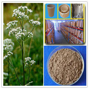 Valerian Extract Valerian Extract