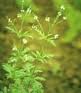 Verbena oficinalis extract Verbena oficinalis extract