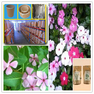 Vinca Rosea Extract Vinca Rosea Extract