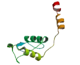 Vitamin D Receptor (VDR) Vitamin D Receptor (VDR)