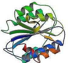 Von Willebrand factor