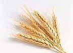 Wheat fiber