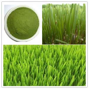Wheat grass Extract Wheat grass Extract